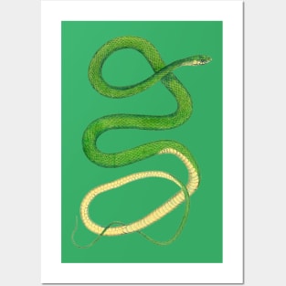 Snake Posters and Art